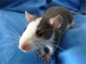 CS: Die Ratten verlassen das sinkende Schiff