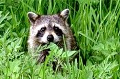 Alles für unsere Kinder – Waschbär mit Nagelpistole erschossen