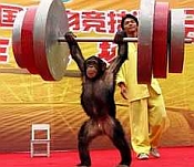 Chinesen werden immer kreativer