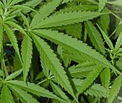 Von Sex, den Talibans und Marihuana