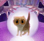 Katze sagt Tod voraus