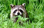 Alles für unsere Kinder – Waschbär mit Nagelpistole erschossen