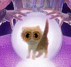 Katze sagt Tod voraus