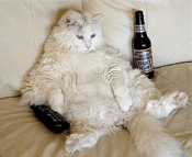 Prosit 2008 oder wie werde ich den verdammten Kater los