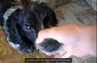 Beatboxender Hund