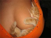 Firefox 3: Beta 3 bring Sicherheit