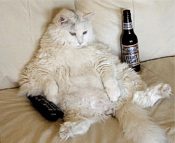 Prosit 2008 oder wie werde ich den verdammten Kater los