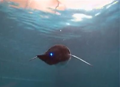Täuschend echte Roboter Pinguine